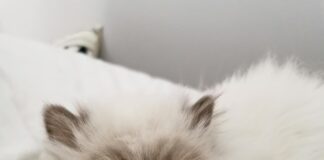 Jobs Am Frankfurt Flughafen: Entdecke Top Chancen Für Deine Karriere!