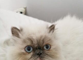 Jobs Am Frankfurt Flughafen: Entdecke Top Chancen Für Deine Karriere!