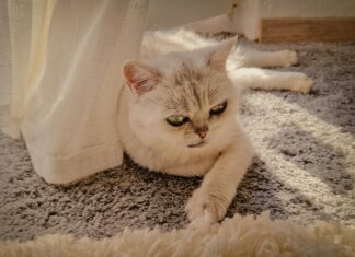 Namaz Vakti Frankfurt: Wann Beten Für Spirituelle Kraft Beginnt