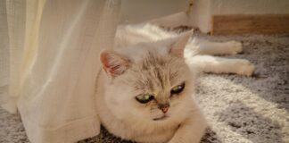 Frankfurt Wellnesshotel: Entdecken Sie Die Geheimtipps Für Entspannung