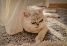 Tokygon Frankfurt Entdecken: Geheimtipps Für Ein Einzigartiges Erlebnis