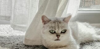 Indoor Spielplatz Frankfurt: Entdecke Das Beste Für Kinder Spaß!