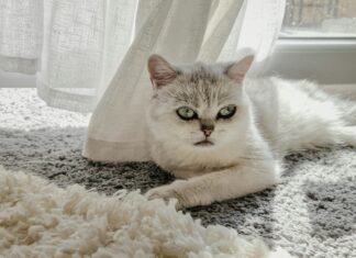 Indoor Spielplatz Frankfurt: Entdecke Das Beste Für Kinder Spaß!
