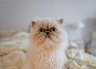 Partyzubehör Frankfurt: Entdecke Die Besten Tipps Für Deine Feier!