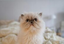 Pass Frankfurt Entdecken: Wie Sie Geheimtipps Für Ihren Aufenthalt Nutzen