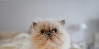 Gebetszeiten Frankfurt: Entdecke Die Exakten Zeiten Für Deinen Gebetsteil