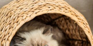 Frankfurt Indoor Spielplatz Entdecken: Spaß Und Abenteuer Für Kinder