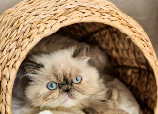 Asiaten Frankfurt Entdecken: Geheimtipps Für Authentisches Essen