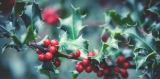 Christmas Garden Frankfurt: Entdecke Das Magische Winterwunderland!