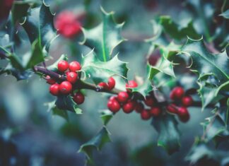 Christmas Garden Frankfurt: Entdecke Das Magische Winterwunderland!