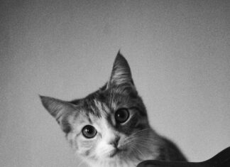 Copy Gigant Frankfurt Am Main: Warum Er Für Ihre Drucksachen Unverzichtbar Ist