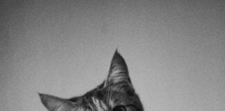 Ladies Frankfurt Am Main: Entdecke Die Geheimtipps Für Frauenpower!