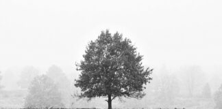 Eritreische Botschaft Frankfurt: Wichtige Infos Und Tipps Entdecken