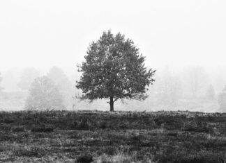 Eritreische Botschaft Frankfurt: Wichtige Infos Und Tipps Entdecken