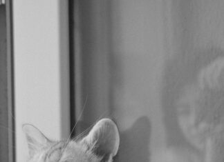 Asia Markt Frankfurt Entdecken: Geheimtipps Für Authentische Vielfalt