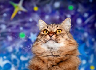 Cosmic Frankfurt Entdecken: Geheimtipps Für Ein Außergewöhnliches Erlebnis