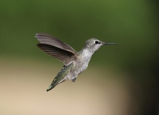 Zoom Frankfurt Parken: Wie Finden Sie Stressfrei Den Besten Platz?