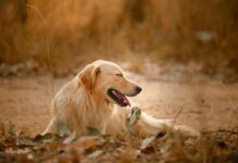 Sleep Park Und Fly Frankfurt: Geheimtipps Für Stressfreies Reisen Entdecken