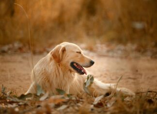 Sleep Park Und Fly Frankfurt: Geheimtipps Für Stressfreies Reisen Entdecken