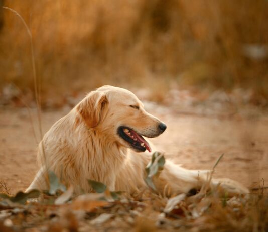 Sleep Park Und Fly Frankfurt: Geheimtipps Für Stressfreies Reisen Entdecken