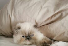 Pray Time Frankfurt: Entdecke Die Genauesten Betzeiten Für Dich