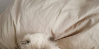 Pray Time Frankfurt: Entdecke Die Genauesten Betzeiten Für Dich