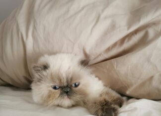 Pray Time Frankfurt: Entdecke Die Genauesten Betzeiten Für Dich