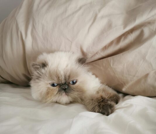 Pray Time Frankfurt: Entdecke Die Genauesten Betzeiten Für Dich