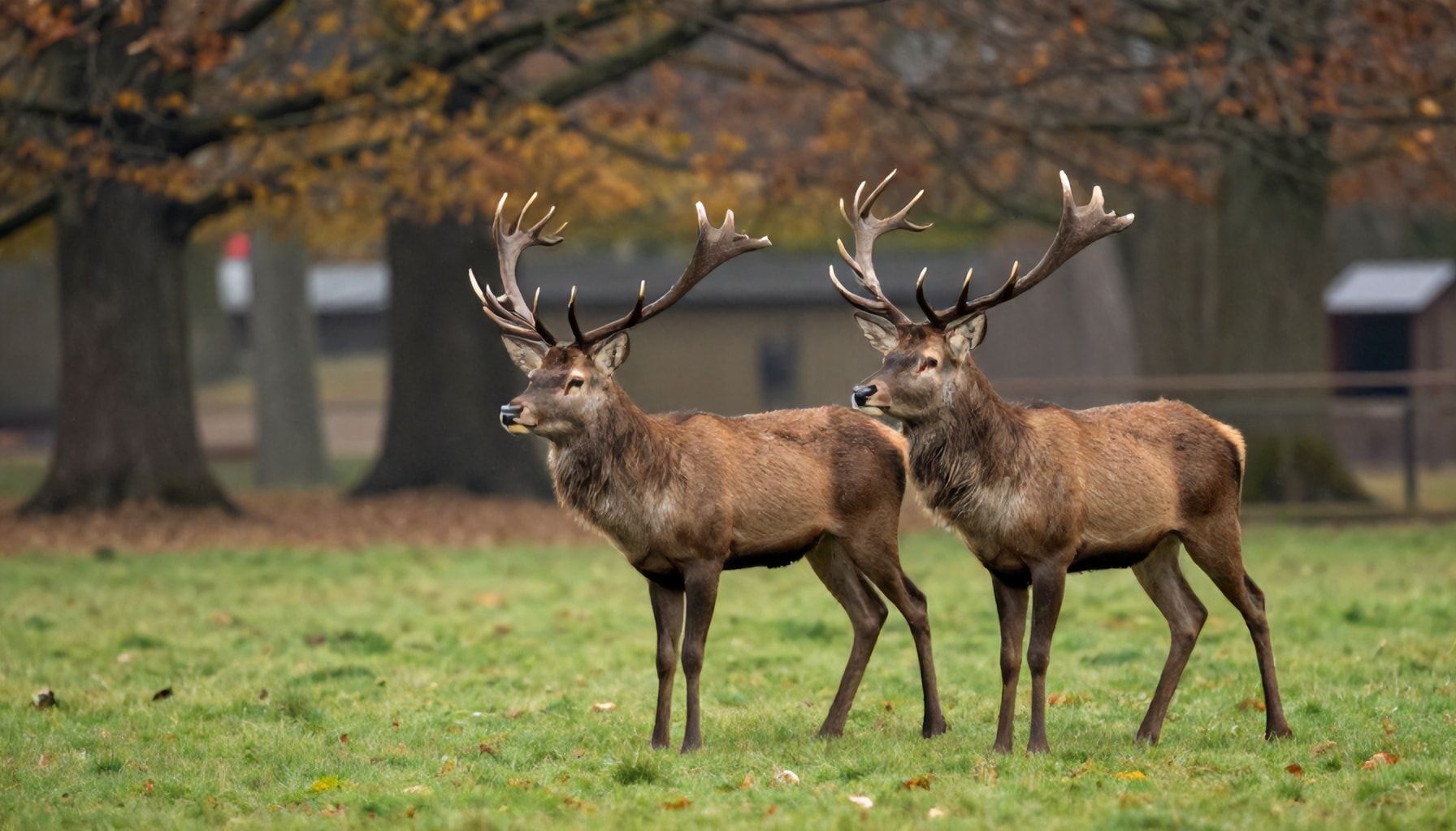 Platzhirsch wächst weiter
