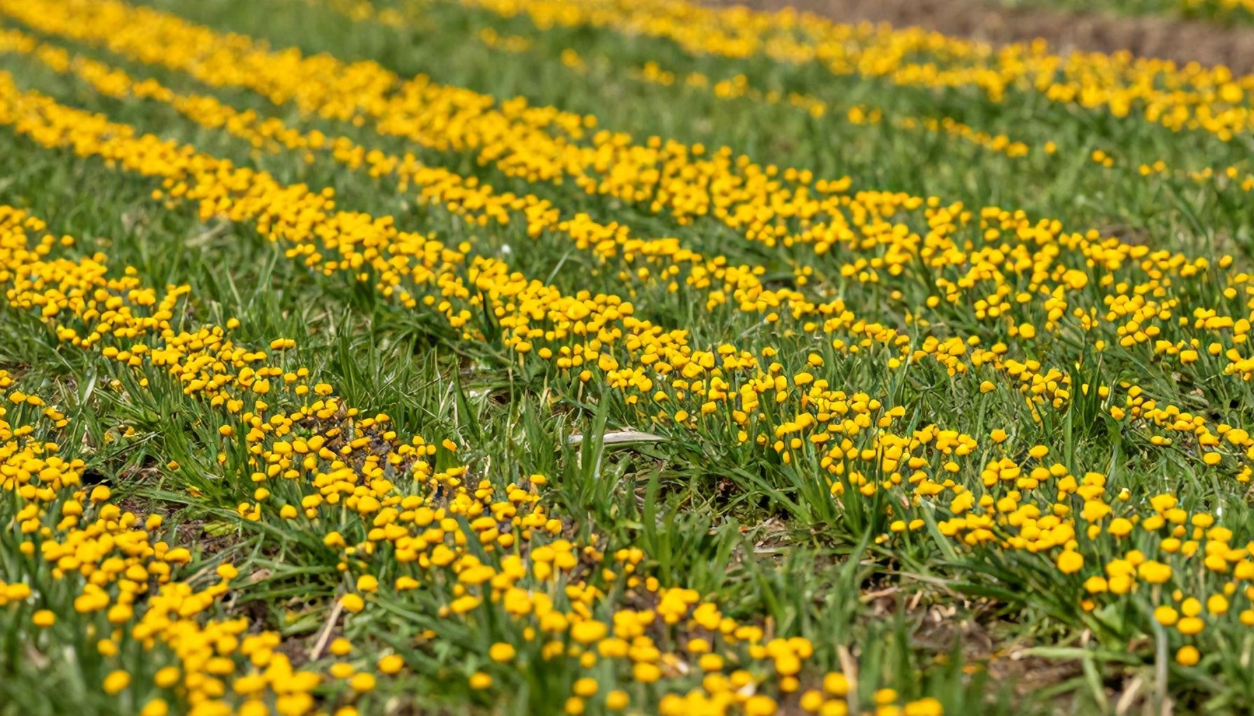 Wie entwickelt sich die Pollensaison?